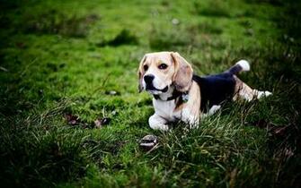 Beagle Dog Computer Wallpaper