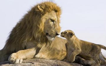 Lion Family Conversation Wallpaper HD Desktop And Mobile