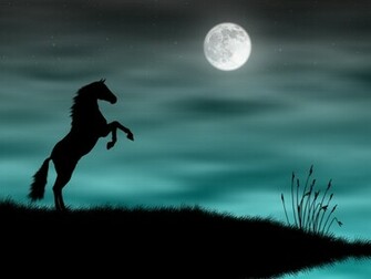 Zoo Park Black Horse Wallpaper Horses Beautiful