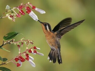 Birds Wallpaper Bird