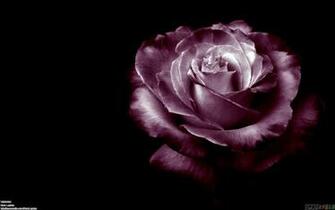 Dark Purple Rose Wallpaper Open Walls