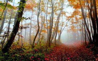 Forest Fog Wallpaper