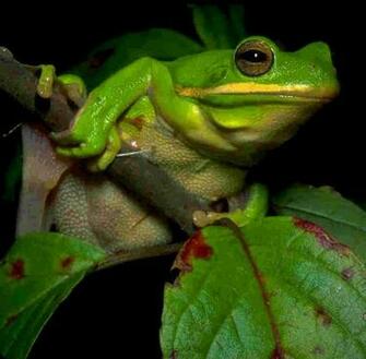 Frogs Are Amphibians Wallpaper For Computer
