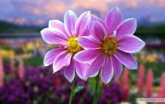 Wallpaper Flower Laptop Computer Screen Laptops Background