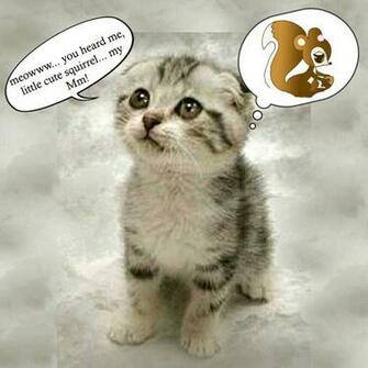 The Poor Kitten Which Is Very Cute When He Snores Missing His