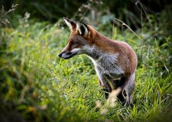 Red Fox Wallpaper Hunting