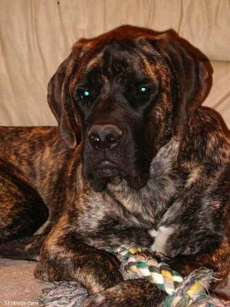 English Mastiff Wallpaper Puppy Pictures Breed Info