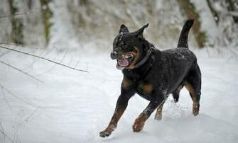 Rottweiler Wallpaper Pictures Image