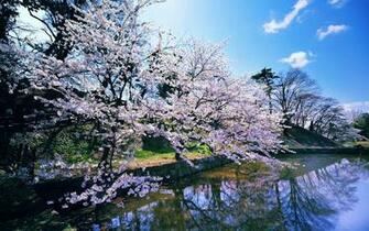 Wallpaper Spring Cherry Blossoms A Pond Trees