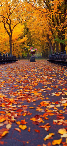 4k Fall Wallpaper