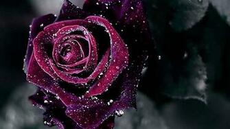 Rose Wallpaper HD