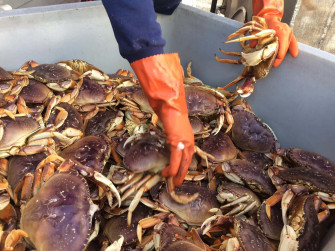 Dungeness Crab Harvest Wallpaper