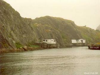 Newfoundland Puppy Photo And Wallpaper Beautiful