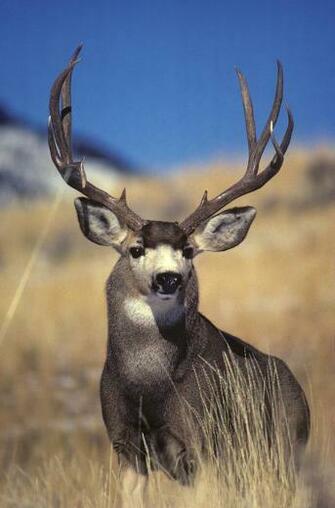 Source Url Iappsofts Mule Deer Buck Sketch Poster By Daren