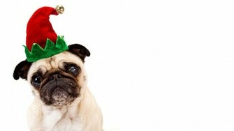 Cute Pug Wallpaper Px Fond Ecran