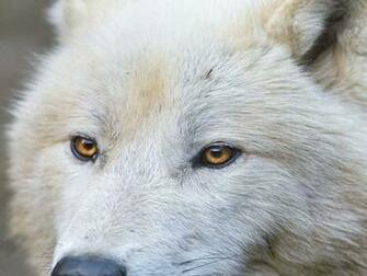 White Wolf Wallpaper Desktop Wallpapergeeks