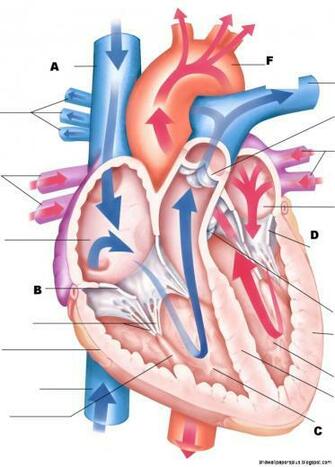 Anatomy Physiology Wallpaper HD Quality