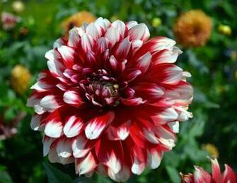 Red White Dahlia Flower Wallpaper S