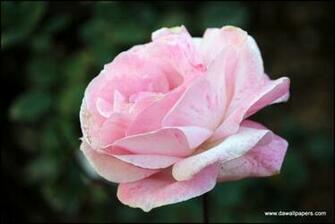 Rose Wallpaper On