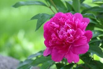 Wallpaper Peony Petals Macro Flowers