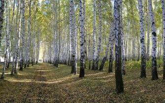 Wood Wallpaper Birch Nature HD Desktop