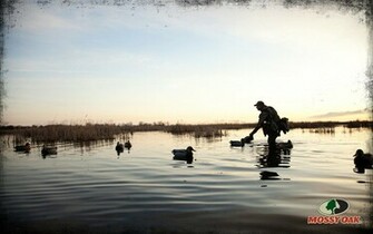 Us Ducks Hunting Duck Wallpaper