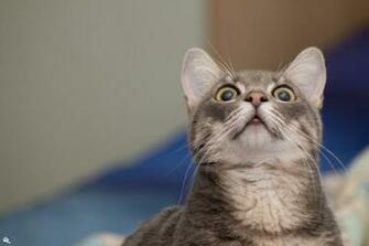 Lol Cat Wallpaper Image