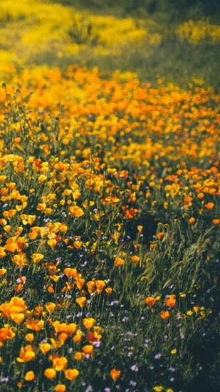 Wallpaper Of The Month Spring Wildflowers