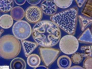 Microscopy Photos On Instagram Mixed Diatoms From Oamaru New