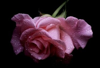 Drops Black Background Macro Wallpaper And Image