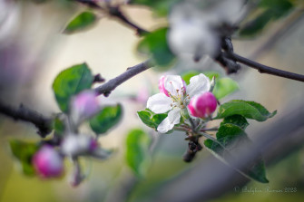 HD Nature Bloom Wallpaper