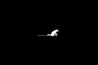 Funny Horses Poop Wallpaper Allwallpaper In Pc En