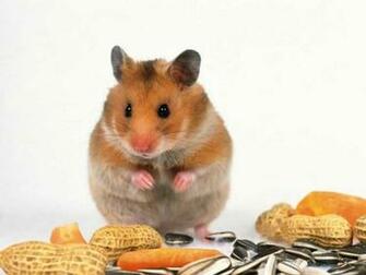 Wallpaper Archive Hamster