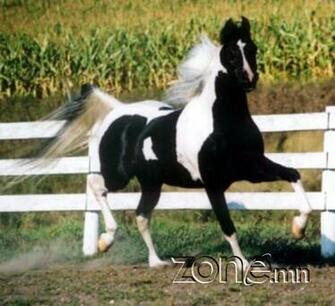 American Saddlebred