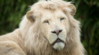 White Lion Wallpaper