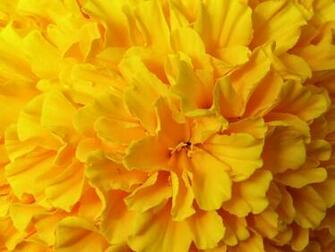 Yellow Flower Wallpaper HD Desktop Jpg