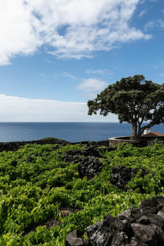A Culinary Guide To The Azores Portugal S Elemental Archipelago