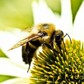 Bee iPad Wallpaper Background
