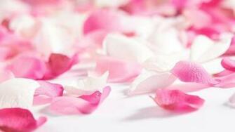Beautiful Scenario Of Different Varieties Flowers