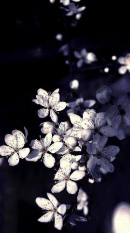 Black White Apple Tree Flowers Android Wallpaper
