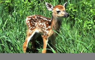 Lindo Fawn Wallpaper