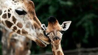 Giraffe Wallpaper Image Photos Pictures Background