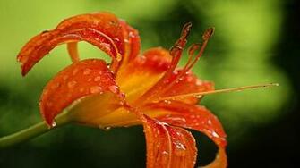 Tiger Lily Flower Wallpaper