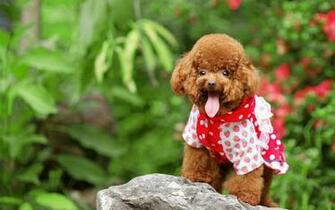 Pics Photos Dog Pictures Poodle Wallpaper HD
