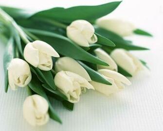 White Tulips Flowers Wallpaper