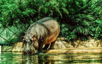 Nola Birds Hippo Background HD Px Hippopotamus