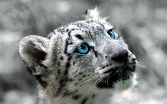 Majestic Snow Leopard HD Wallpaper