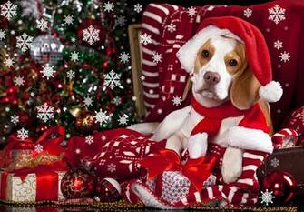 Picture Beagle Dogs Christmas Winter Hat Present Animals