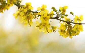 HD Yellow Wallpaper