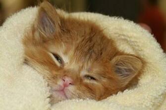My Sleepy Kitten Cutest Paw Top HD Wallpaper Desktop